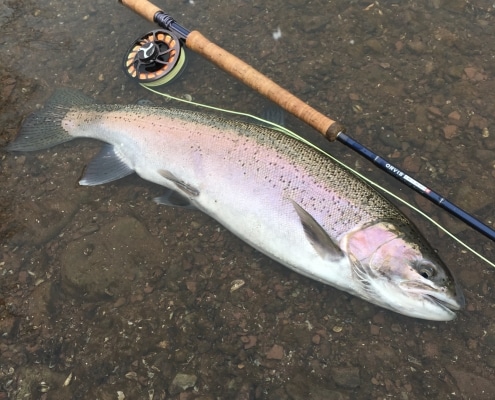 Oak Orchard Tackle and Lodge Fish